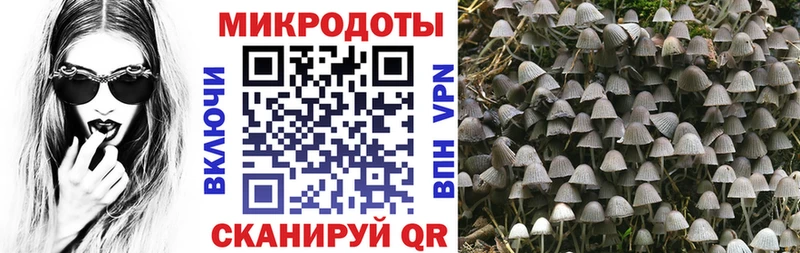 Галлюциногенные грибы Psilocybe  Канск 